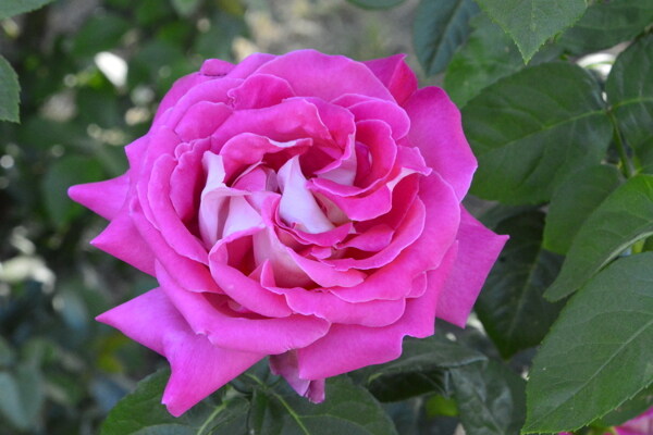 月季花