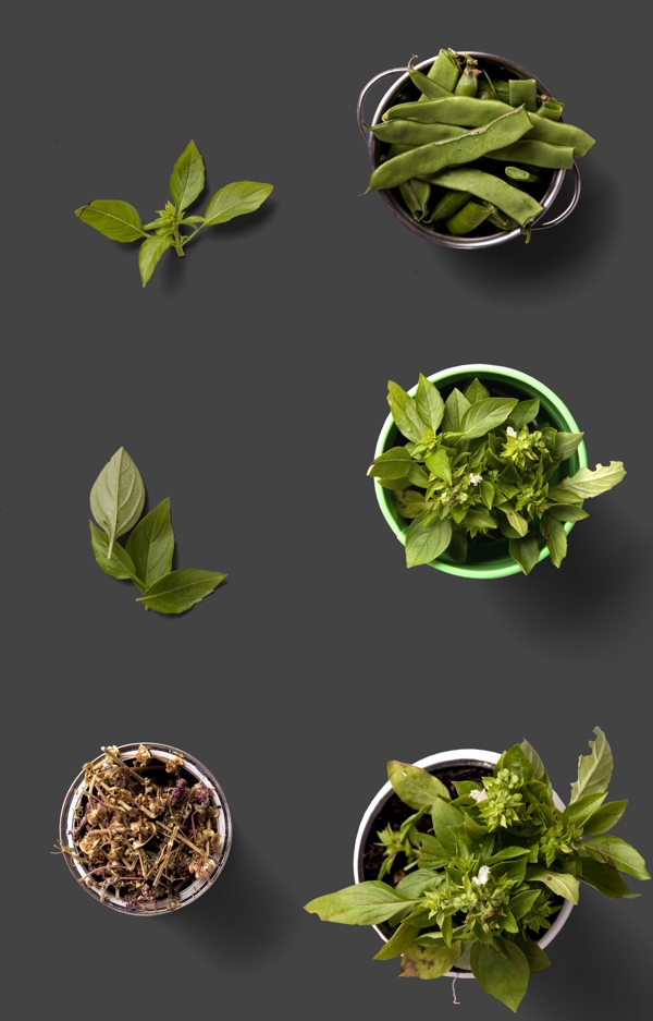 綠色蔬菜盆栽植物