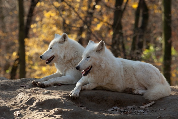 森林中的两只白狼高清图片