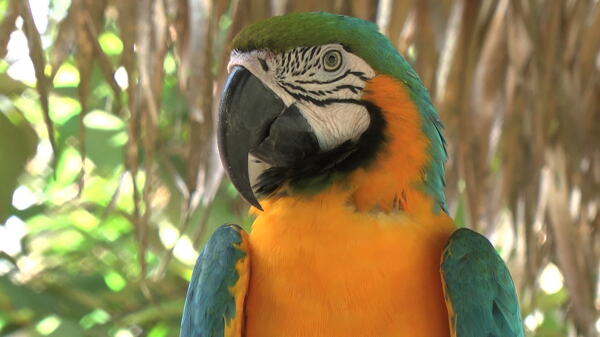 亚马逊鹦鹉股票视频视频免费下载