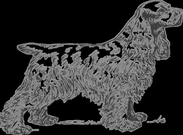 科克獵犬灰度