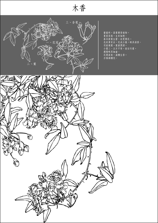 木香圖片