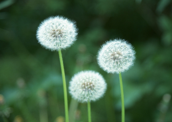 植物鮮花素材