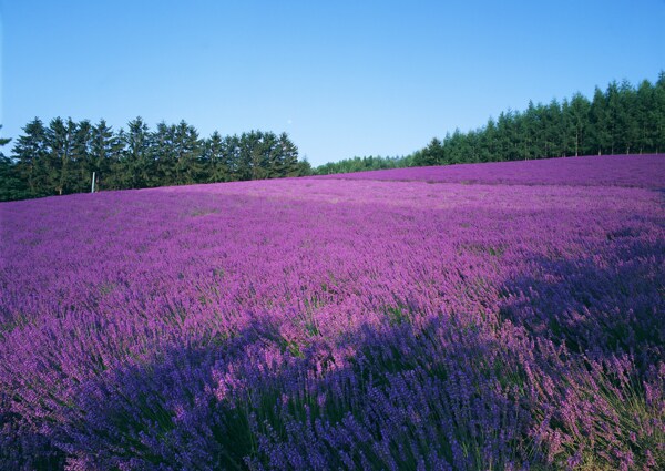 紫色花海与森林图片