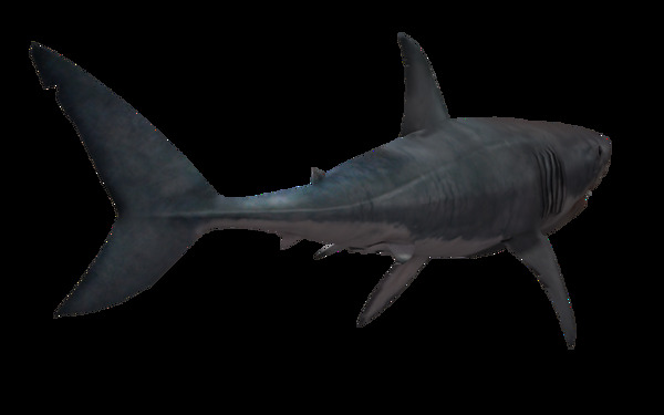 深灰色海底鲨鱼免抠png透明素材