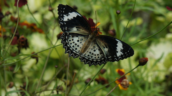 缅甸蝴蝶图片
