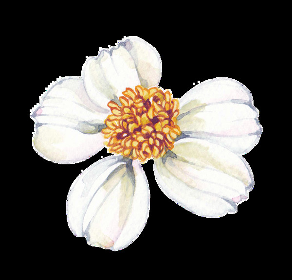 潔白花蕊透明素材