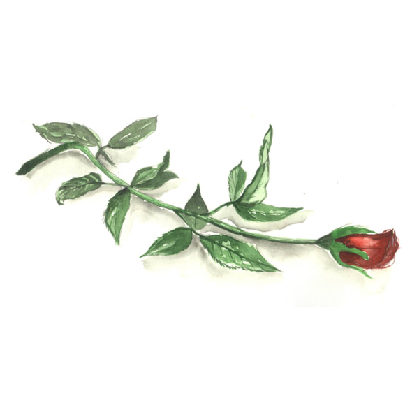 位圖植物寫意花卉花朵玫瑰免費(fèi)素材