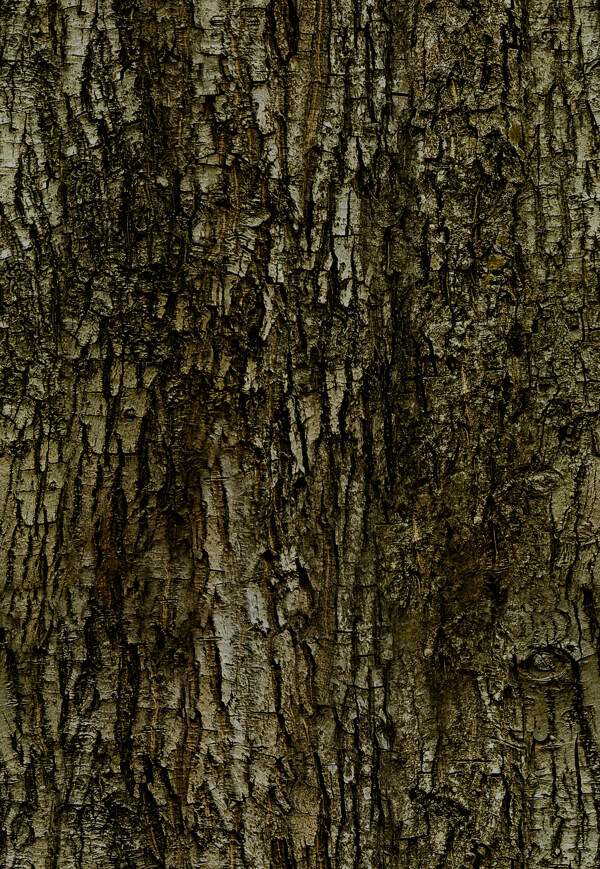 Tree樹(shù)010