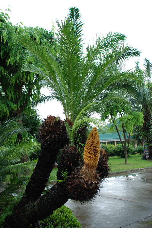 熱帶植物圖片