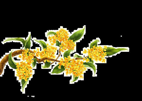 桂花