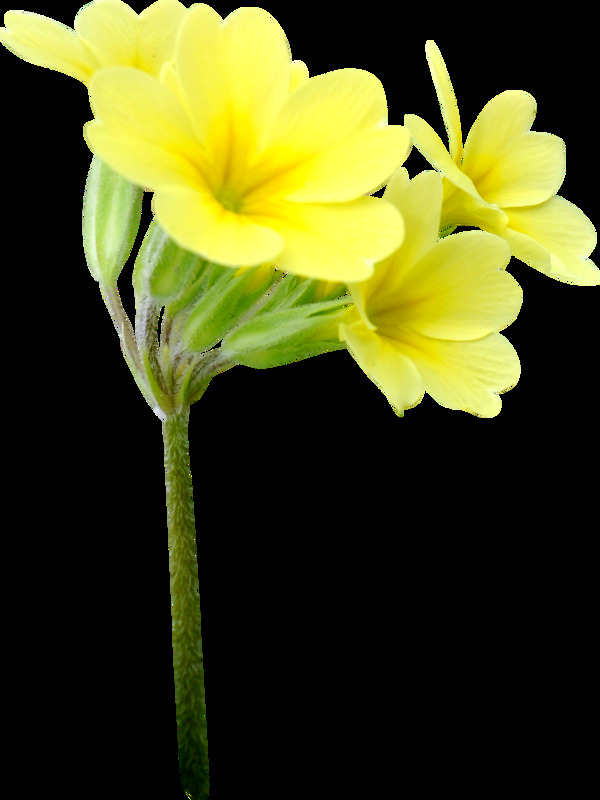 四朵黄色鲜花png透明素材