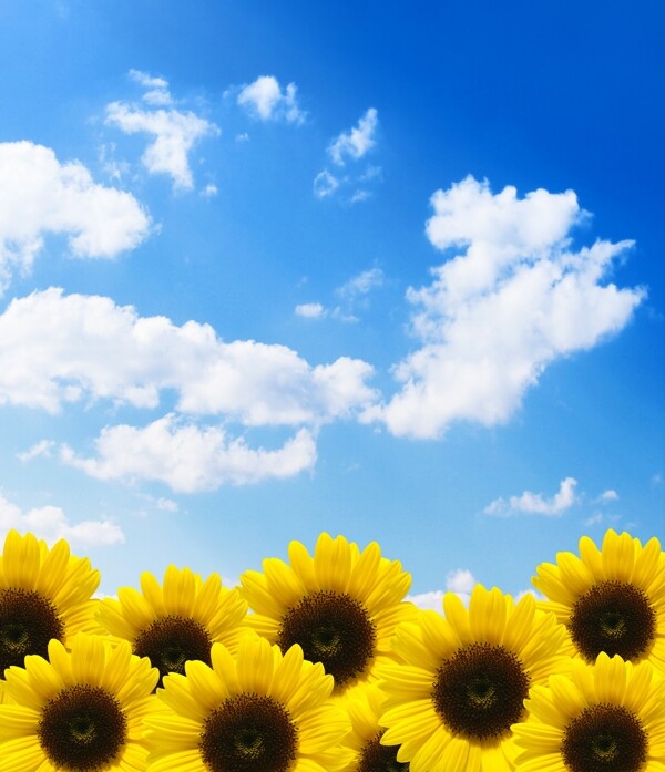 蓝天白云与向日葵