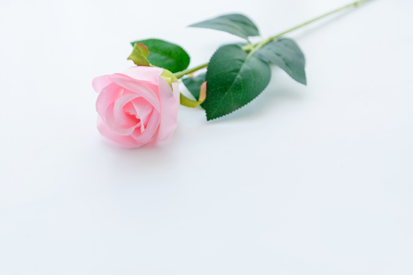 一朵粉色玫瑰花