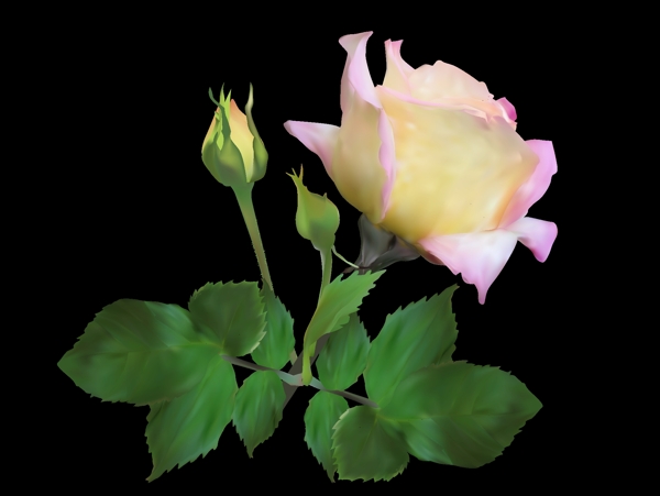 寫(xiě)實(shí)月季花