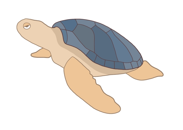 可爱动物小海龟插画