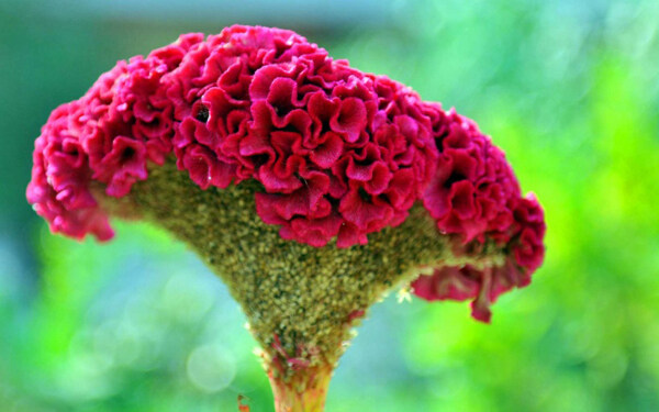 位圖植物花朵寫實(shí)花卉野花免費(fèi)素材