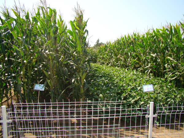 玉米栽培园图片