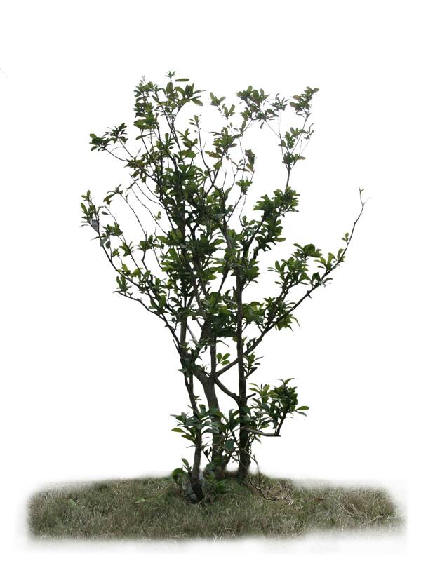 植物素材