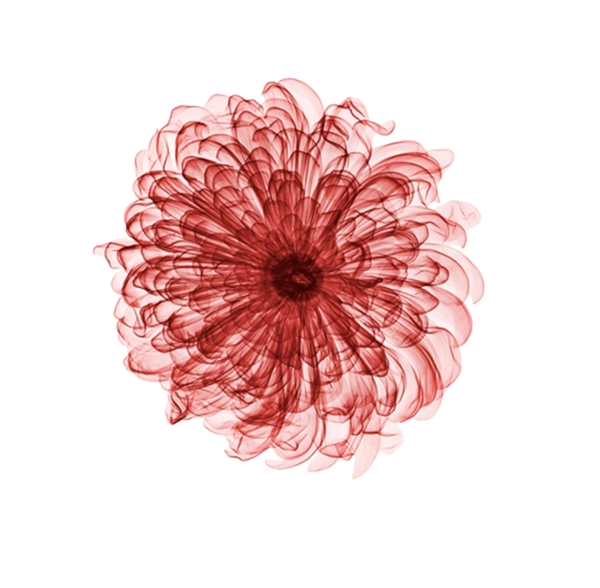 红色菊花装饰图案
