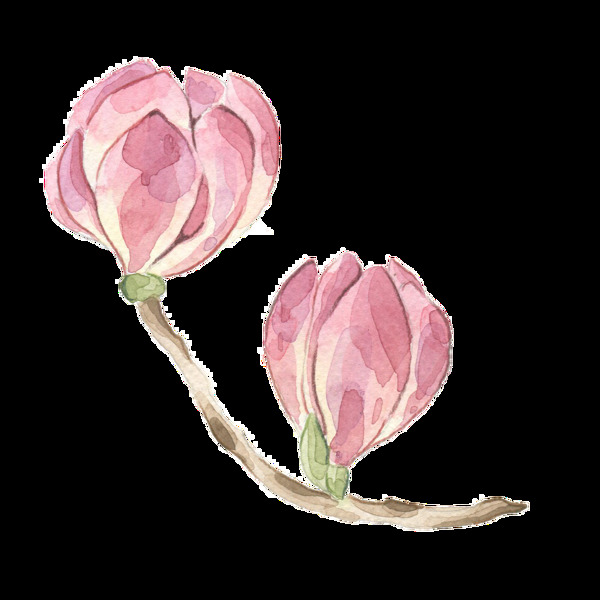 粉色花骨朵透明装饰图案