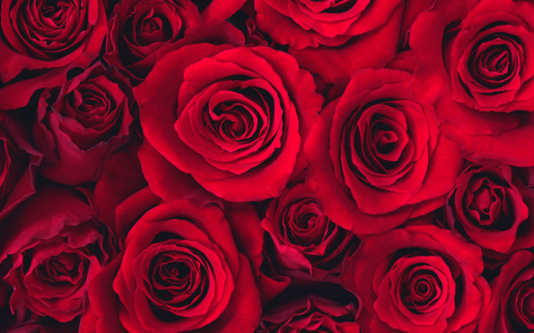 超大玫瑰花爱情背景图