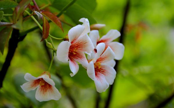 桐梔花圖片