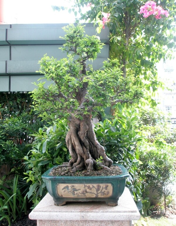盆景圖片