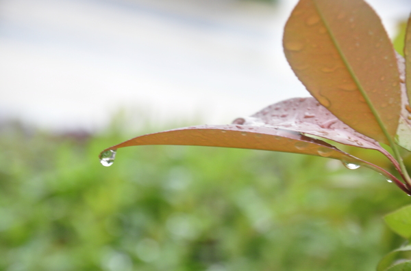 水滴雨天圖片