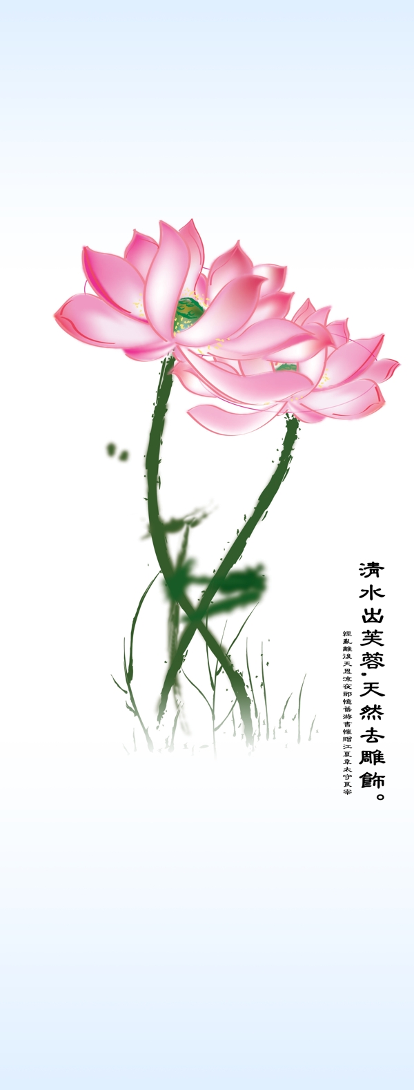 荷花圖片