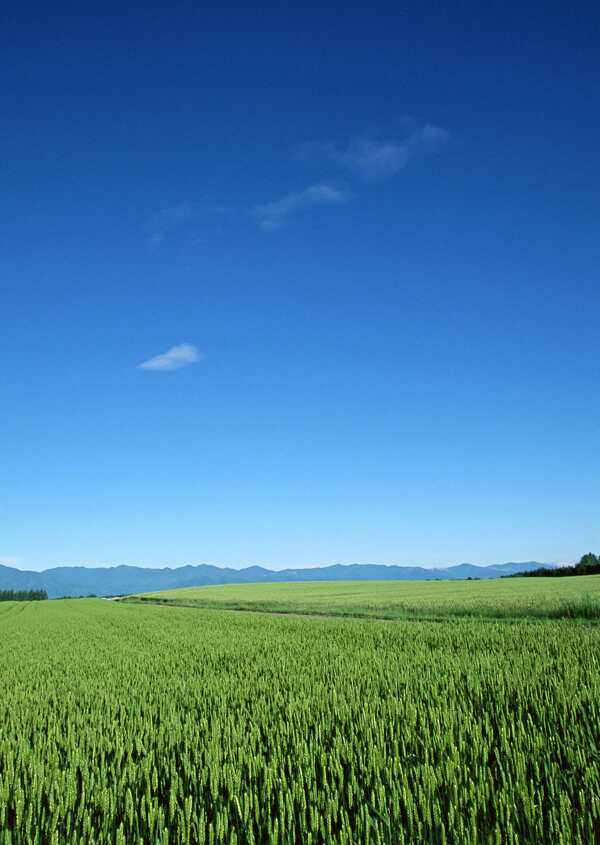田园风光