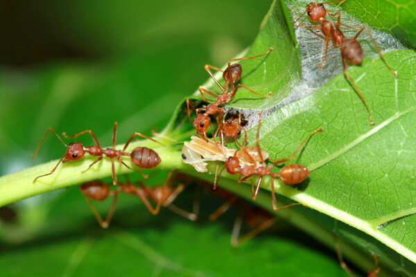 树叶上的蚁虫图片