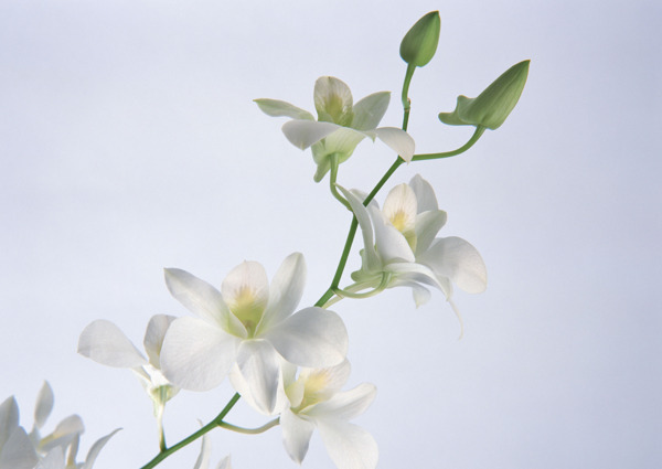 花卉特寫(xiě)圖片素材下載