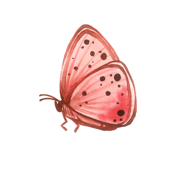 蝴蝶粉色桃红粉色PNG昆虫