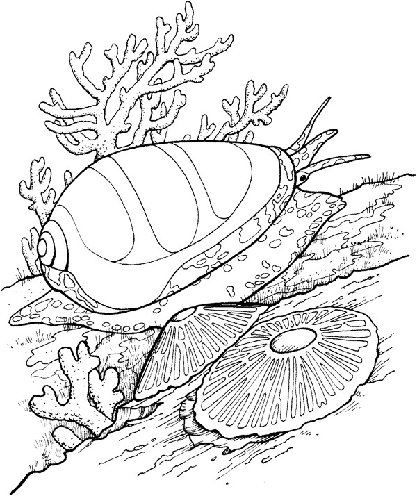 海贝海螺021
