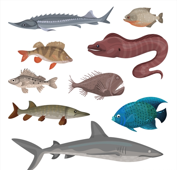 鱼类插画