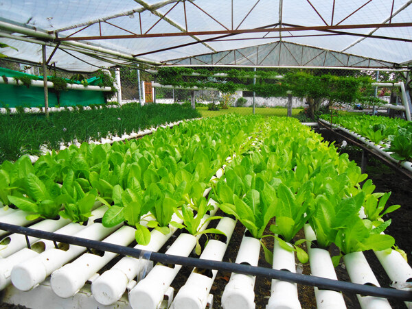 温室管道有机蔬菜种植