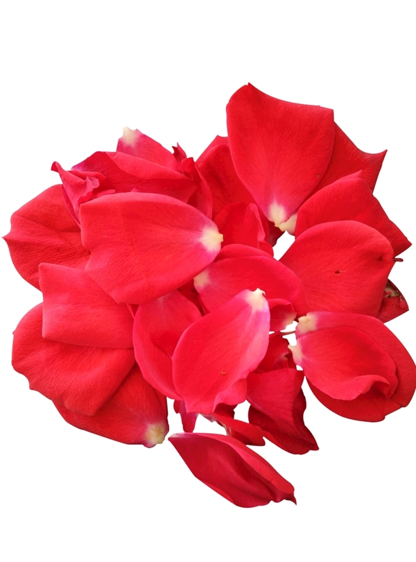 玫瑰花瓣素材紅色