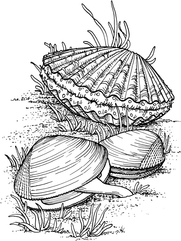 海贝海螺041