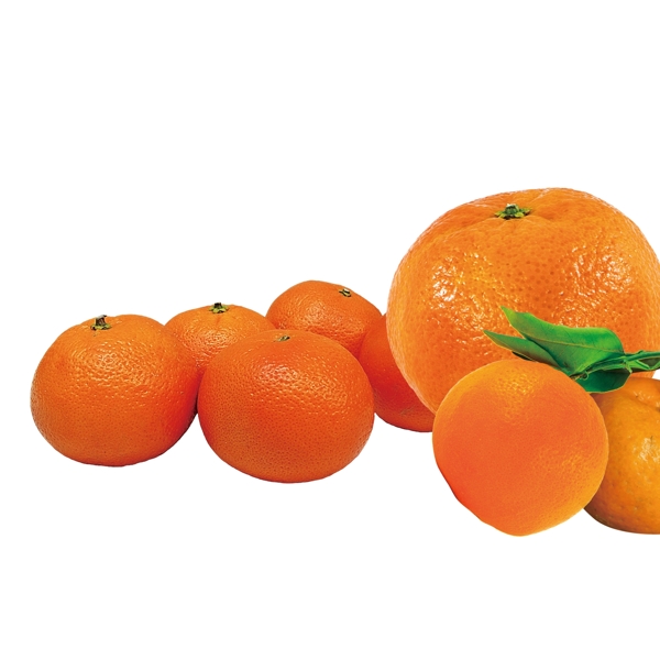 橘子水果素材图片