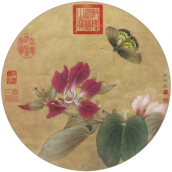 紫荊花蝴蝶圖