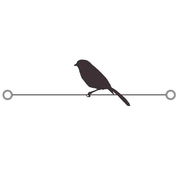 黑色剪影站在铁丝上的动物小鸟