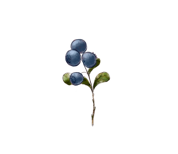 藍(lán)莓高質(zhì)量手繪插畫素材psd文件
