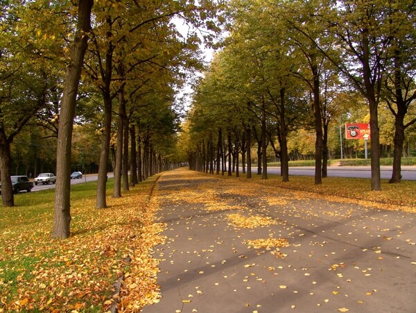 道路上的黃葉圖片