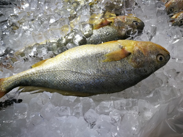 黃魚