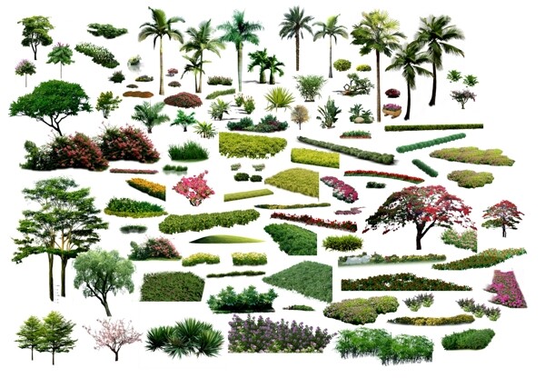 景观植物素材图片
