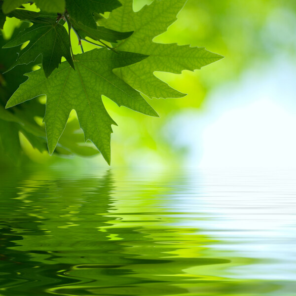 水上綠葉