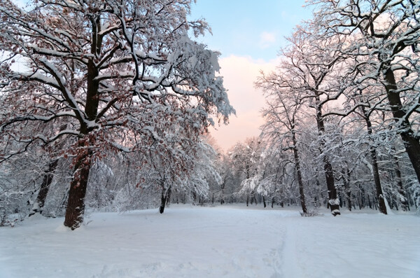 美丽树林雪地风景