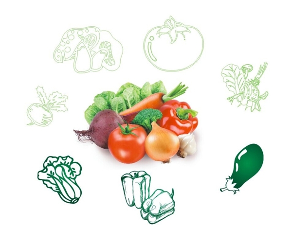 蔬菜素描和蔬菜高清图图片