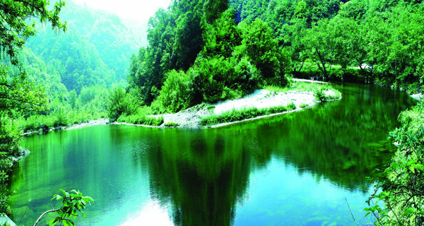 樹植物水風(fēng)景